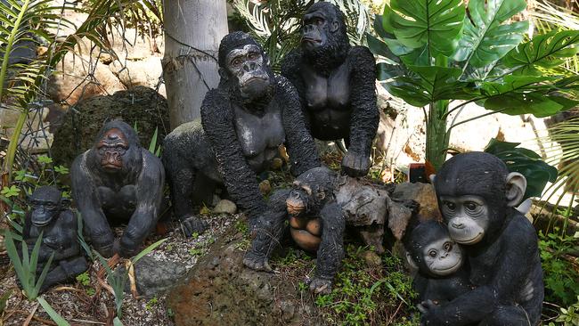 A family of gorillas makes itself at home under Ms Holmes’ trees. Picture: Ian Currie