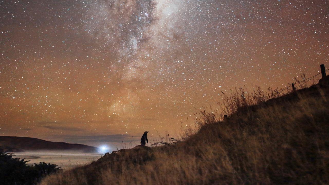 The wildlife is closer than you think at Dunedin. Picture: Chris McNeil
