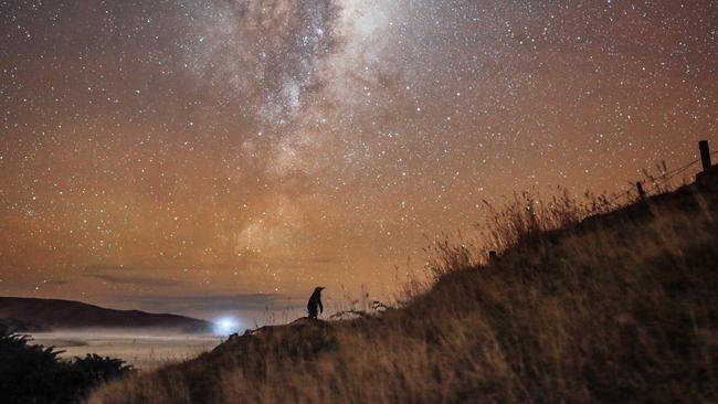 The wildlife is closer than you think at Dunedin. Picture: Chris McNeil