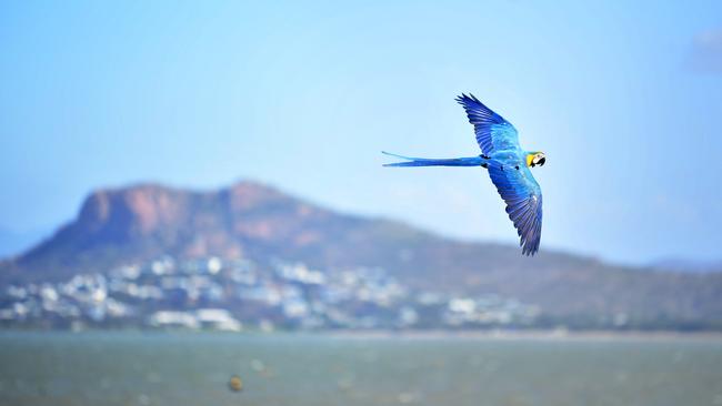 Cherrie Veneman takes her 17 month old Macaw, Blue, down to the Strand and Pallarenda to fly around and say hi to Townsville locals. Picture: Alix Sweeney