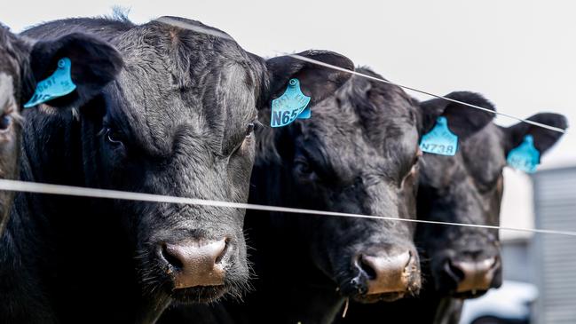 Bull sold to $41,000 at the Te Mania Angus sale.