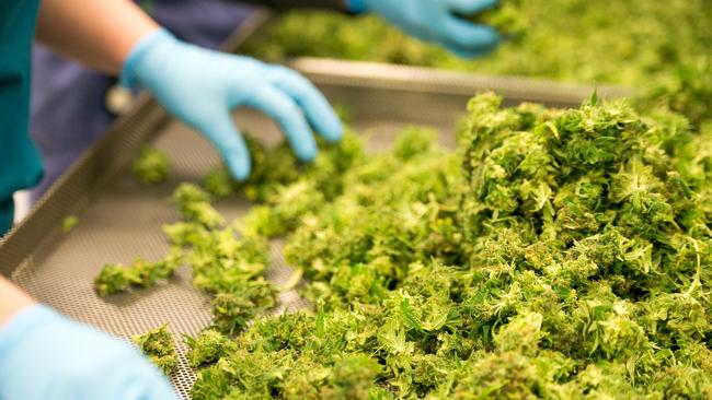 Medicinal cannabis being processed after harvest.