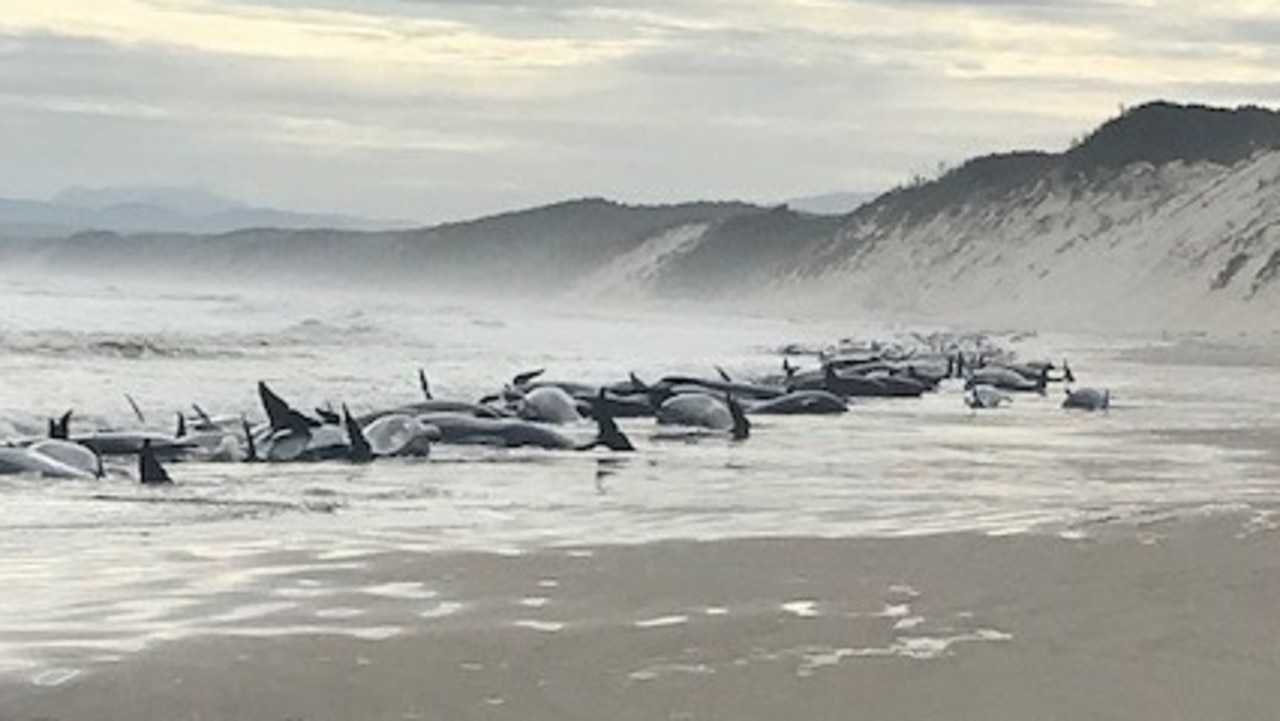 Strahan: Hundreds of whales dead after mass stranding on Tasmania’s