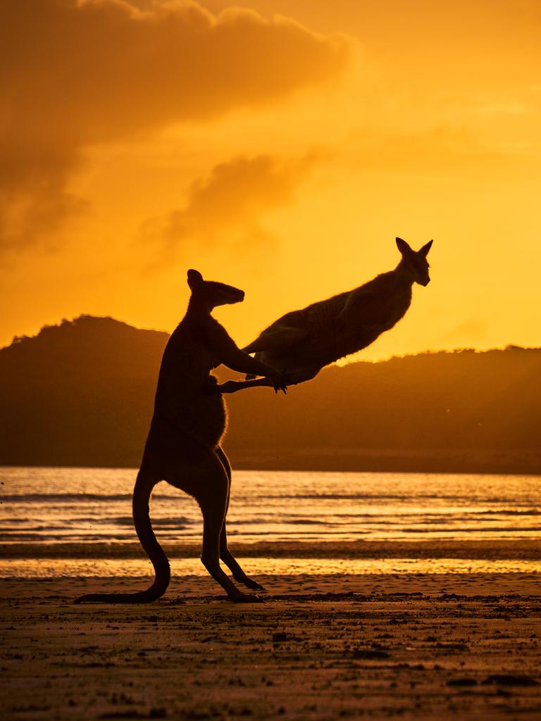 It's all kicking off! captures a pair of playful wallabies at sunrise at Cape Hillsborough, Queensland. Picture: Michael Eastwell/comedywildlifephoto.com