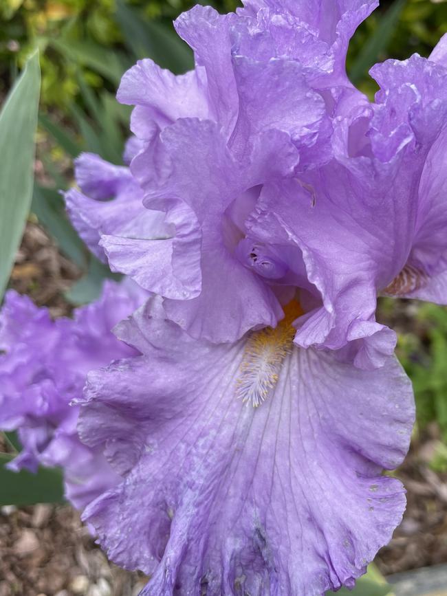 A bearded iris.