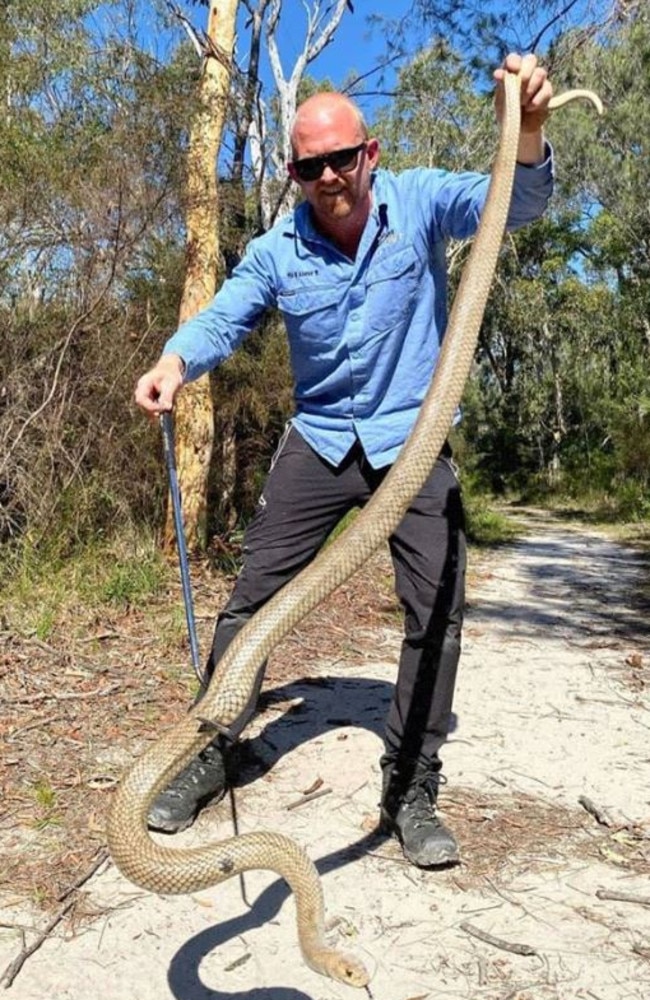 Snake catcher reveals ‘biggest’ ever eastern brown snake catch | The ...