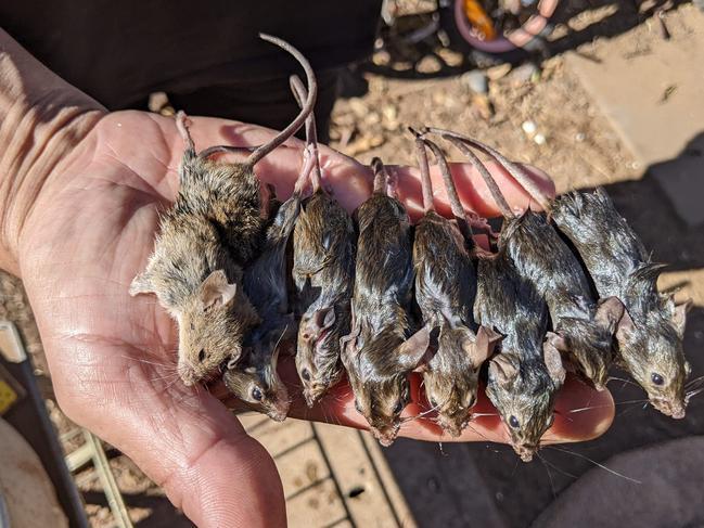 Another mouse plague brewing in Australia