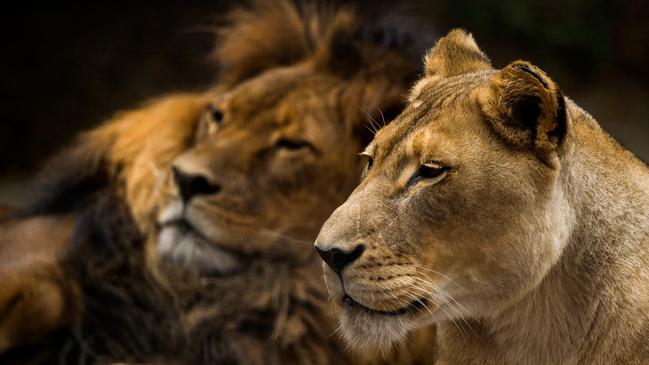 Adelaide Zoo announces the passing of African Lion pair female Amani (23) and male Mujambi (19). Picture: Adrian Mann/ Zoos SA