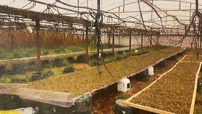 Court released photos of greenhouse 6 Buckland Park, the site of SA's largest cannabis crop.