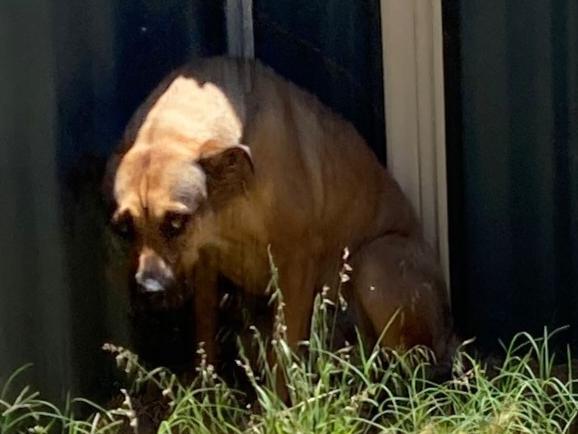 An RSPCA inspector found the dog after attending the Bindoon home on December 5, 2022. Picture: RSPCA WA