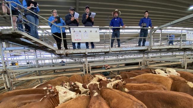 This pen of 19 Hereford heifers, 14-15 months and 363kg made $550 or 152c/kg at the Wodonga store cattle sale as restockers were unwilling to spend up but rain could turn things around.