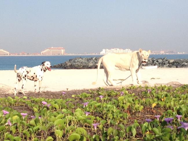 Soaking up the sun. Picture: Jenny Hewett