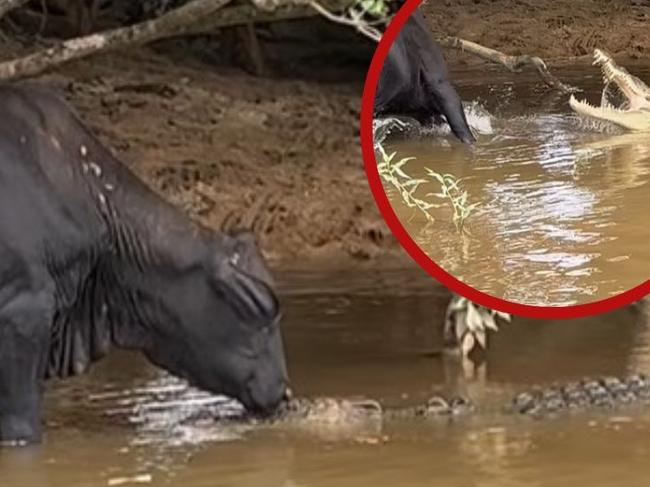 A curious cow made a lucky escape after it shared a quick kiss with a large saltwater crocodile on the banks of the Daintree River in Far North Queensland. Image: Daintree crocodile tours (instagram)