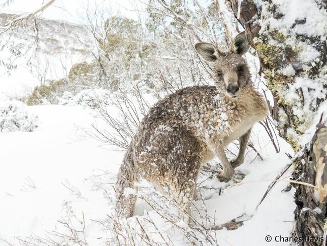 Australian Georgraphic ANZANG Nature Photographer of the Year 2015 - Finalists *Must keep watermarks - must credit photographers.* Charles Davis.jpg ICY LOOKS EASTERN GREY KANGAROO, MACROPUS GIGANTEUS I found this female eastern grey kangaroo high in the Australian backcountry during one of the biggest storms of the season. The snow was so deep her fur was covered in ice. We both sheltered behind the snow gum, understanding that the wind was scarier than either of us. Cascade Trail, New South Wales Nikon d800e, Nikon 28-300mm f5.6, 1/500, f/8, ISO 500, 28mm, handheld by Charles Davis, New South Wales