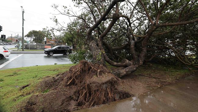 Gold Coast battered by Cyclone Alfred, as it made land. Tree down at Smith St Intersection. Picture Glenn Hampson