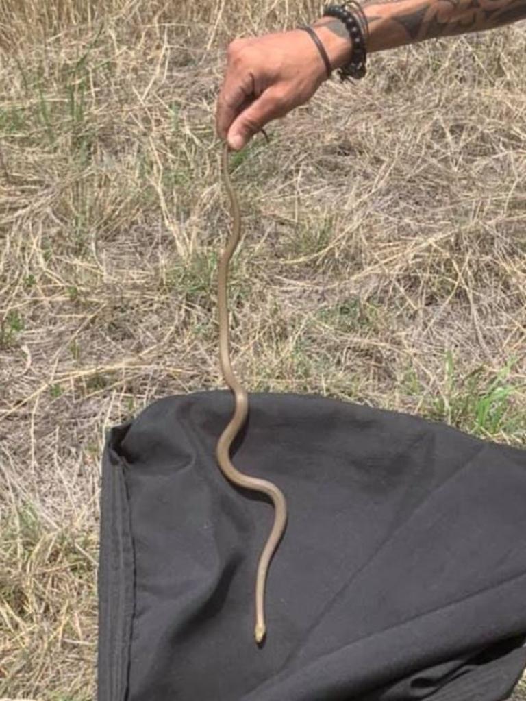 Josh Sharma has been busy catching snakes around the region and relocating them into the wild.