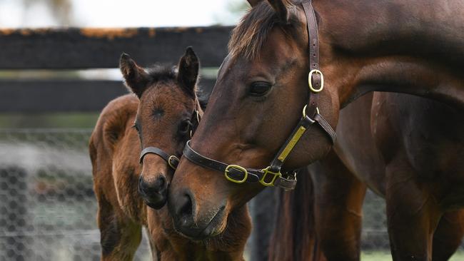 Winx and her foal Our hearts are so full to see Winx and her baby together as one. Winx was the ultimate on the track but to see her as a mother she is even more impressive - by her filly’s side showing her love and guidance from the minute she took her first breath. This is what we have all been waiting for - Winx and her Baby.  MUST CREDIT WINX OWNERSHIP GROUP