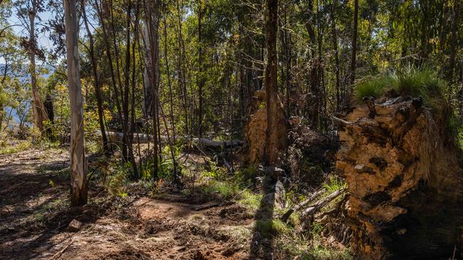 Fallen trees along the track in Grants Historical Area. Picture: Jason Edwards