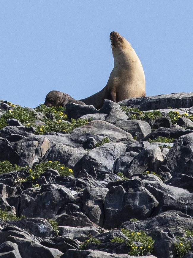 Australian sea lions at the Pages Islands. Picture: Simon Cross