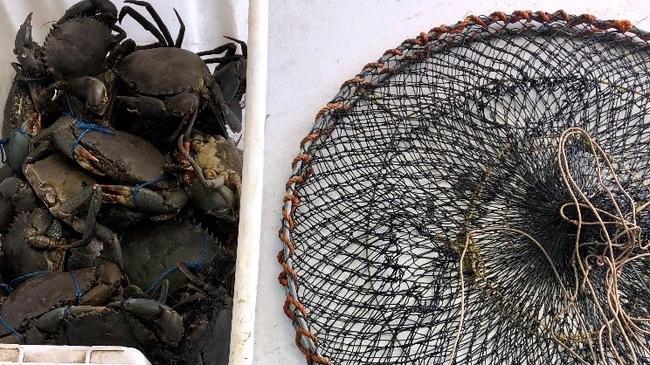 NSW DPI Fisheries shared the photos of the illegal crab haul in the Tweed Heads region.