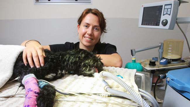 Veterinary nurse Heather Irving with “Bear”, who’s recovering from surgery with the help of a ventilator (right). Picture: Aaron Francis