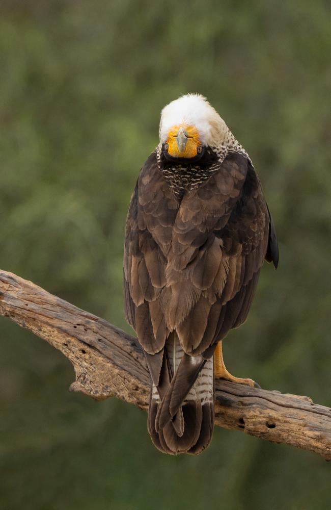 Comedy Bird bronze award-winner Ann Gillis, of the US, was watching a group of northern crested caracara eating chicken that had been put out for them when she took this shot. “This individual was more interested in displaying to all the others while they ate,” she said. Picture: Ann Gillis / Bird Photographer of the Year