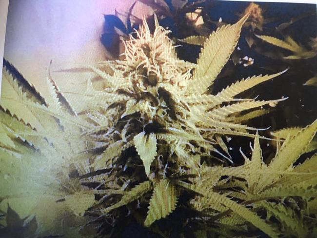 Cannabis growing at the Mildon Rd shed leased by Codie Hay. Picture: supplied