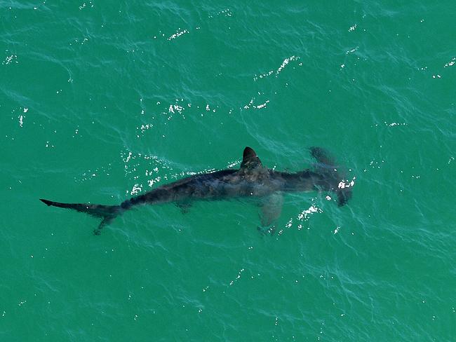 A large hammerhead shark prowls along Stockton Beach 100 metres off the shore. Picture by Peter Lorimer.