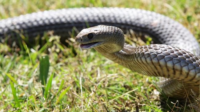 The snake season is here and people should be aware of snakes, such as the brown snakes, near homes.