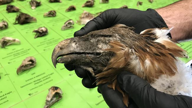 Some of the 136 wedge-tailed eagle carcasses found on a rural property in East Gippsland. Picture: Department of Environment, Land, Water and Planning