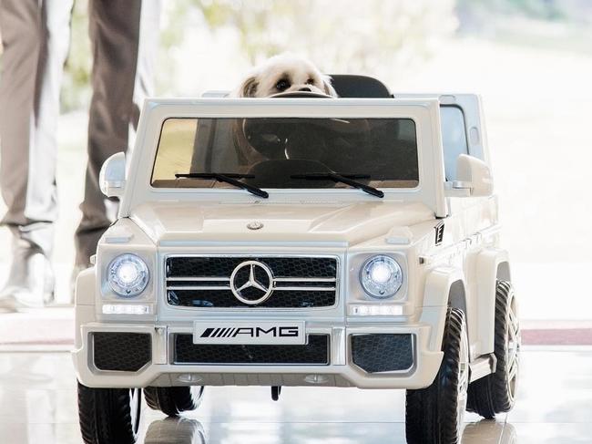 Braiden Marlborough and Maighan Brown's pet dog at their July 2017 wedding at Sanctuary Cove's Intercontinental hotel. Picture: Maighan Brown's Instagram account