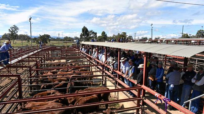 SALE ON: Sale action at the Warwick Saleyards this year. Picture: Candyce Braithwaite