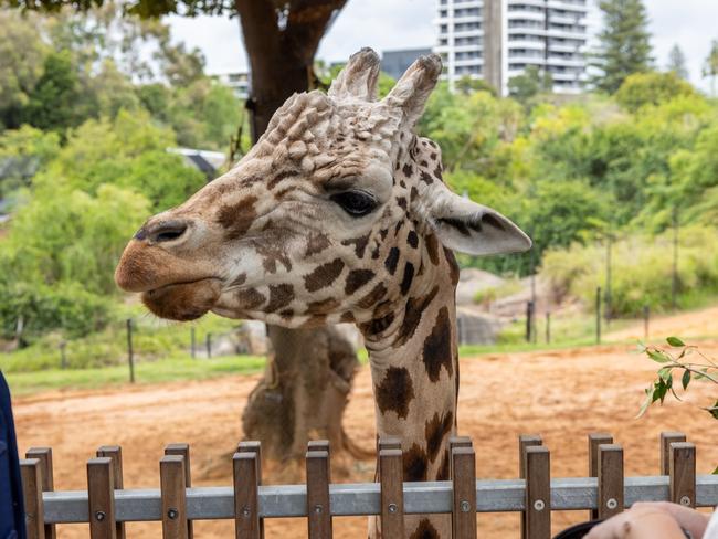 Armani arrived at Perth Zoo in 2005.