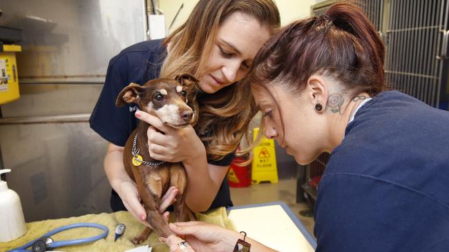 Lort Smith: Inside Melbourne’s animal hospital | Herald Sun