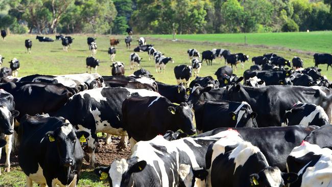 Bigger, better: The dairy industry needs further consolidation in farms, according to corporate farmer Jeremy Bayard. Picture: Zoe Phillips