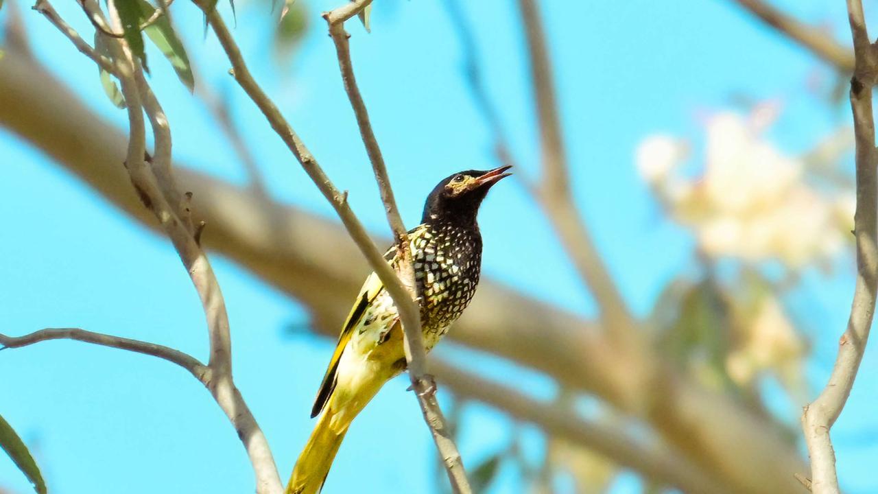 The rare regent honeyeater has been spotted in Highfields Falls bushland north of Toowoomba. Photo courtesy of Tony Bond