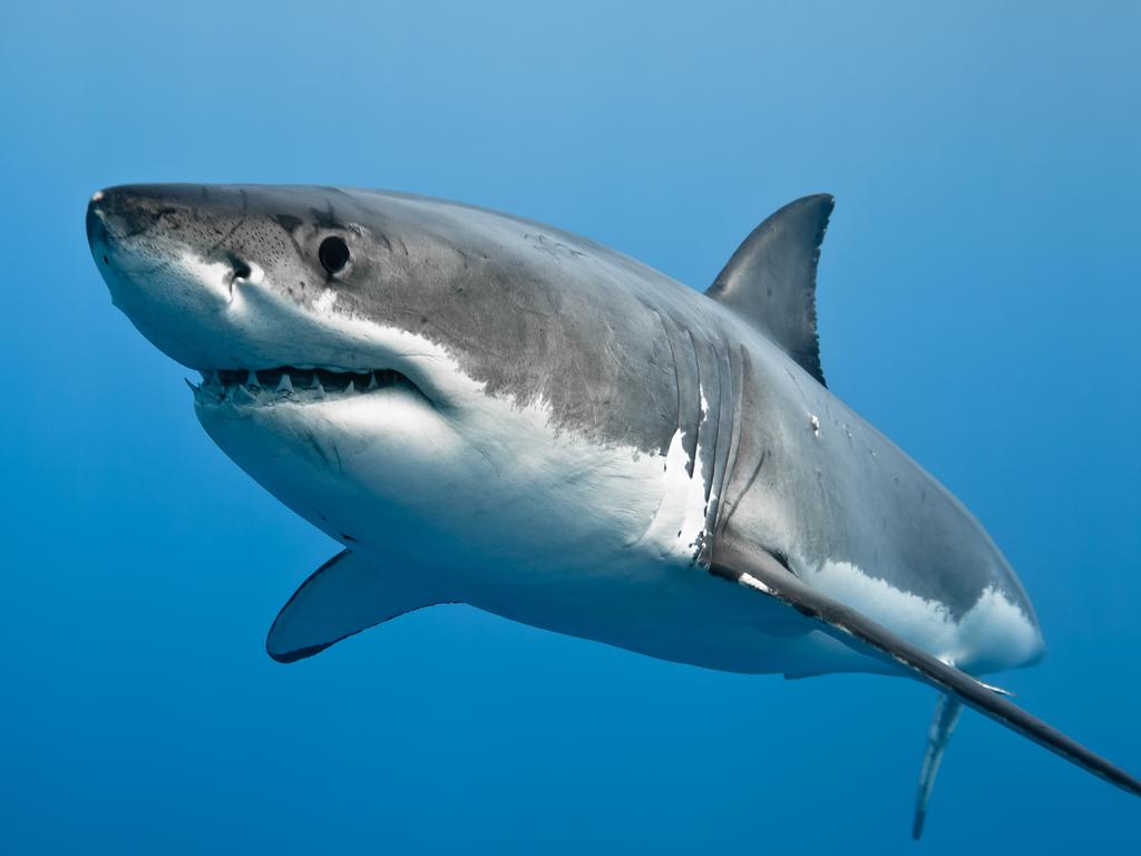 Great white sharks have been protected in NSW waters since 1996.