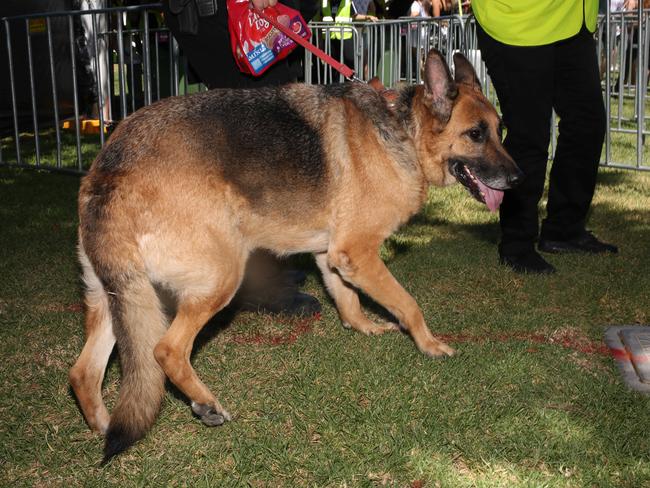 Police conducted searches at Touch Bass festival last night. Picture: AAP/Emma Brasier