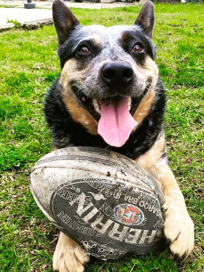 Getting kicks: Billy and his favourite ball, his Sherrin.. Picture: Andrea Beattie