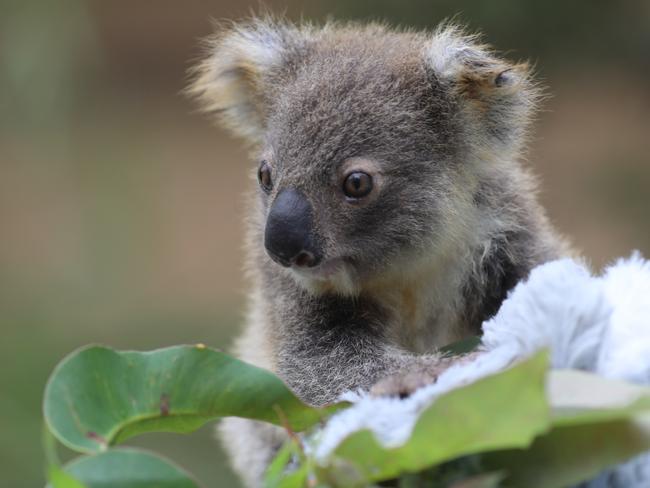 The Australian Reptile Park has launched a global campaign to name a joey Koala. Picture: Australian Reptile Park.