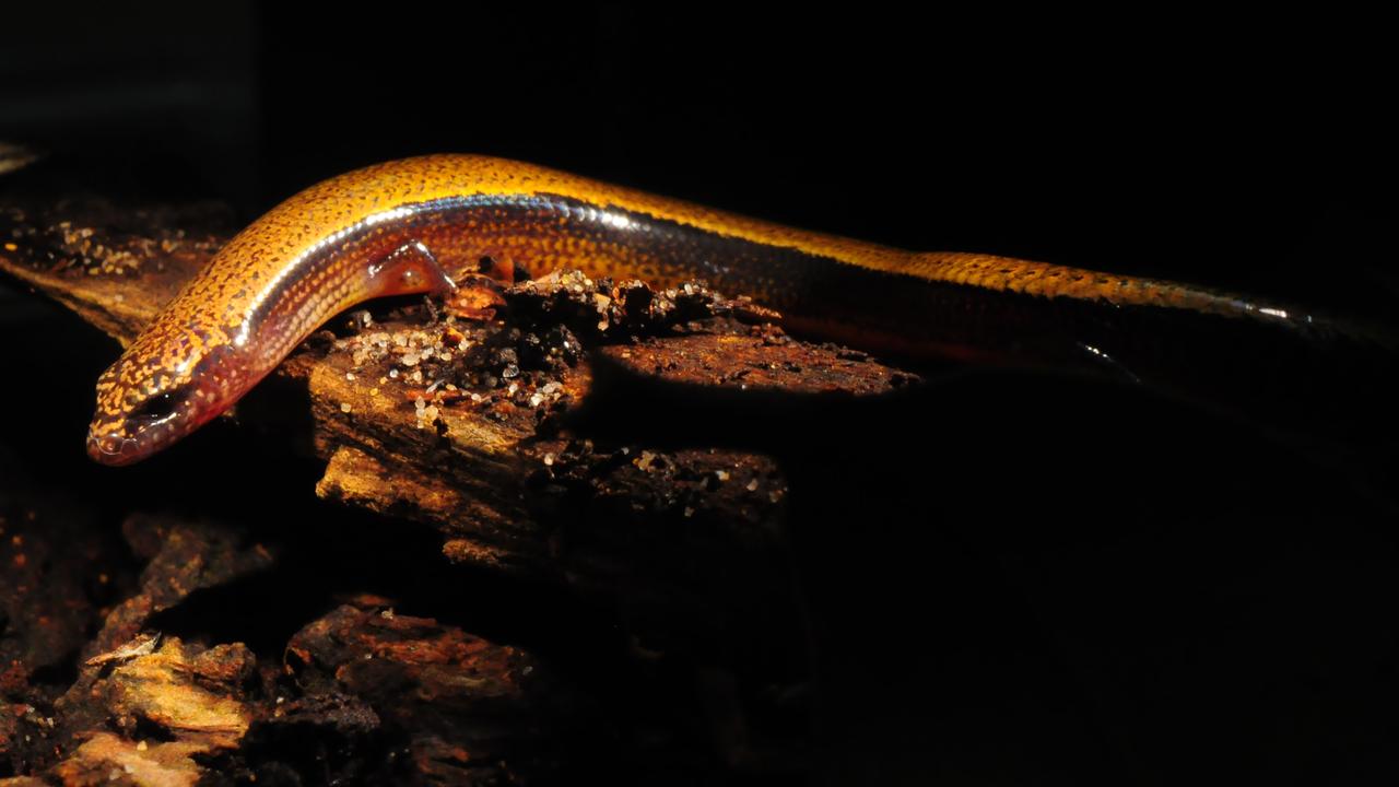 Australian three-toed skink evolutionary rules | KidsNews