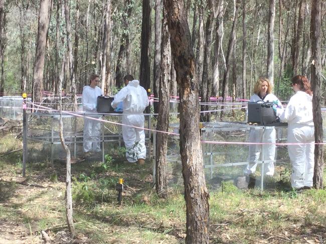 The Australian Facility for Taphonomic Experimental Research in the NSW Blue Mountains. Picture: Anna Zhu