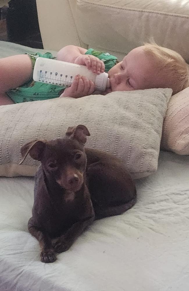 Roxie: Keara Wade's 18 month old Chihuahua