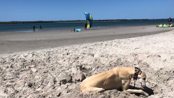 Gracey greyhound at Shearwater Esplanade, Runaway Bay, Gold Coast with some kite surfers in the background. Picture: Amanda Robbemond