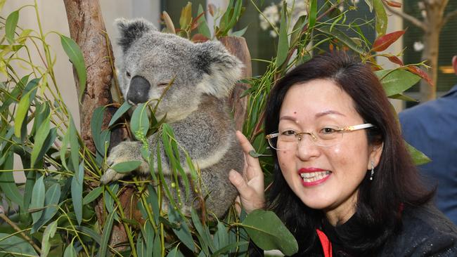 Liberal MP for Chisholm Gladys Liu pats a koala during National Threatened Species Day. Picture: AAP