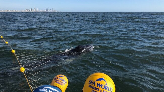 Shark nets have come under fire for entangling a range of other creatures, including whales. A whale calf being freed off the Gold Coast last year in November. Picture: Supplied.