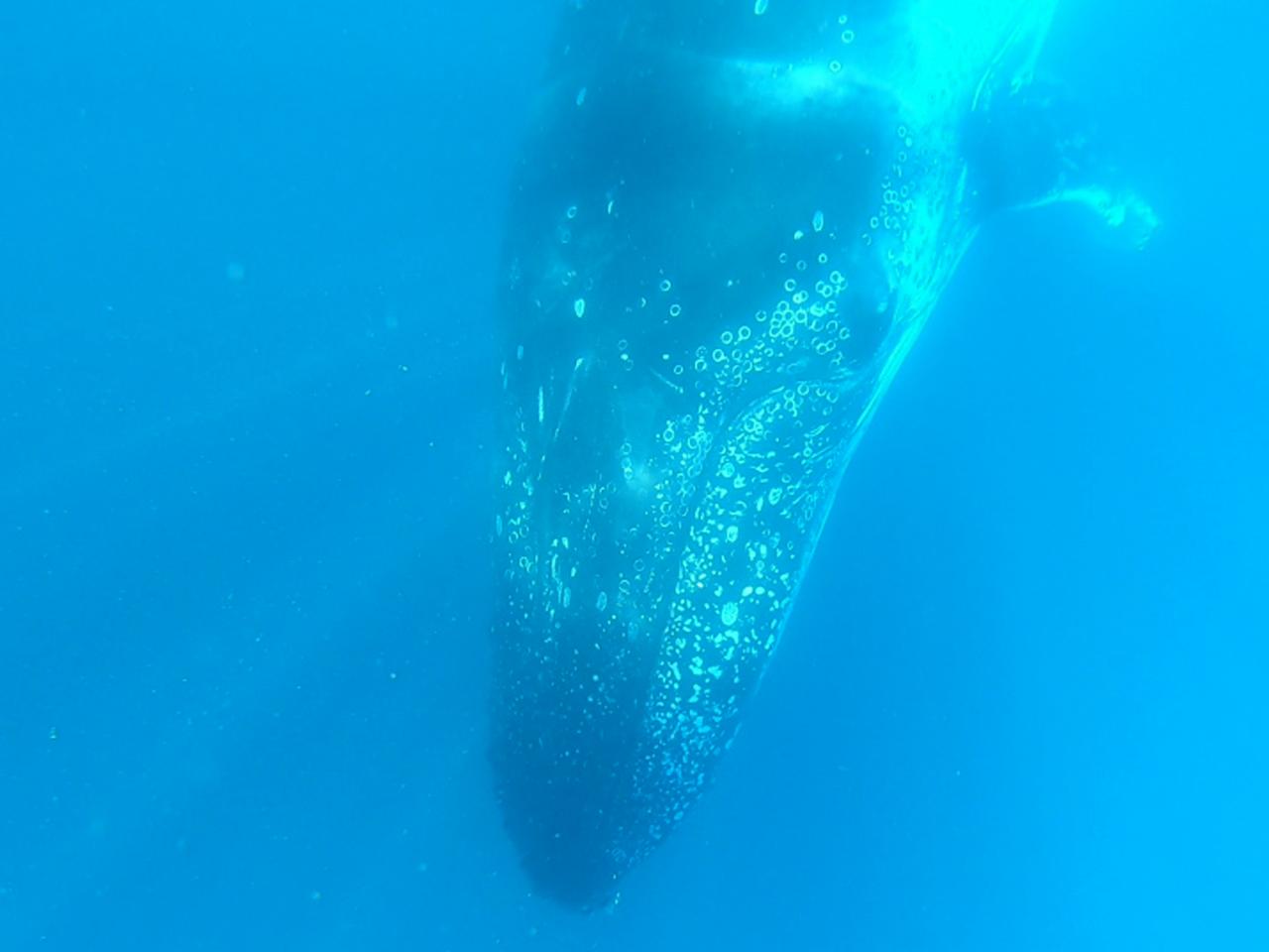 Hervey Bay Dive Centre Whale Swim Review What It S Like To Talk