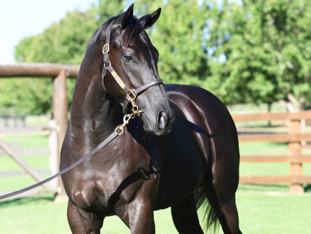 Ridgmont offers Lot 232 - a head-turning colt by Golden Slipper-winner Capitalist out of the Australian Oaks placegetter Quintessa, at the 2024 Inglis Easter Yearling Sale. Picture: Supplied