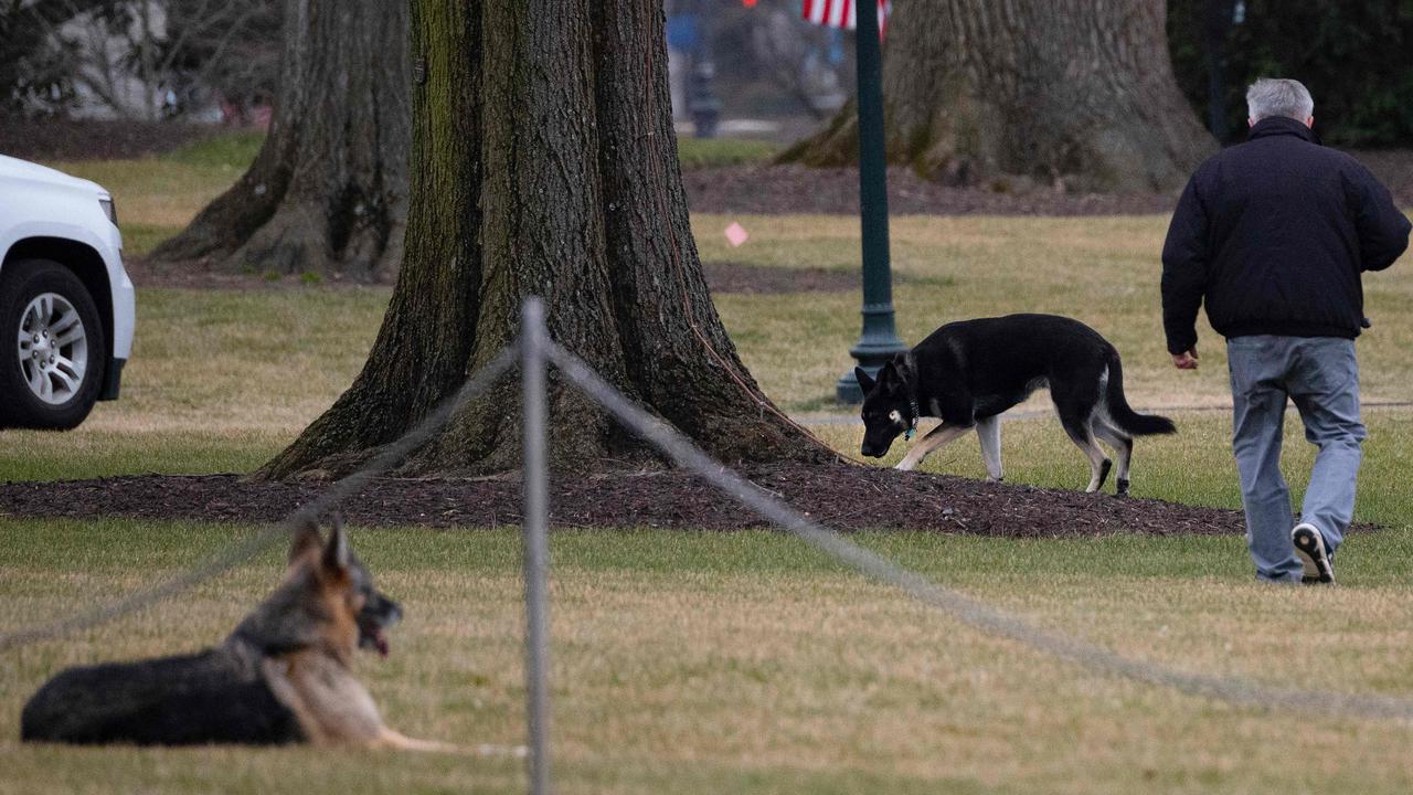 First dogs Champ and Major Biden are seen on the South Lawn of the White House in Washington, DC, on January 25, 2021. Picture: JIM WATSON / AFP