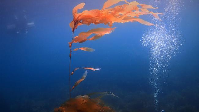 Seeded giant kelp. Picture: Scott Ling